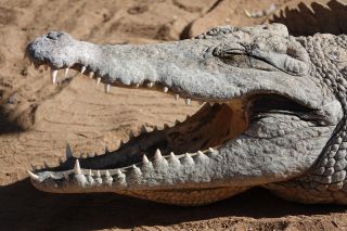 GC-Crocodilo Park 2020-031.JPG
